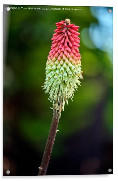 Red Hot Poker Acrylic by Tom McPherson