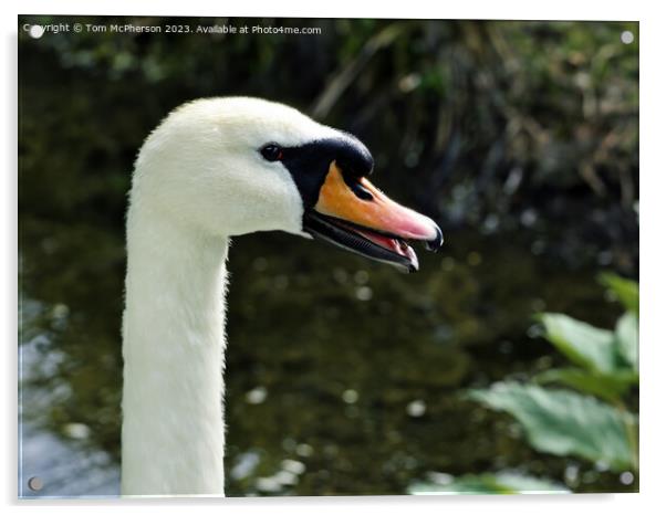 Swan Acrylic by Tom McPherson