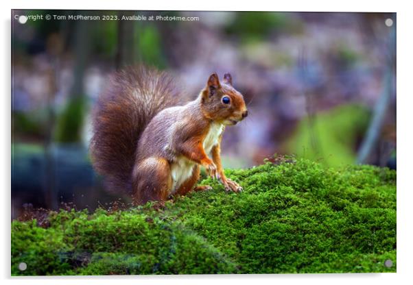 A red squirrel on mossy ground Acrylic by Tom McPherson