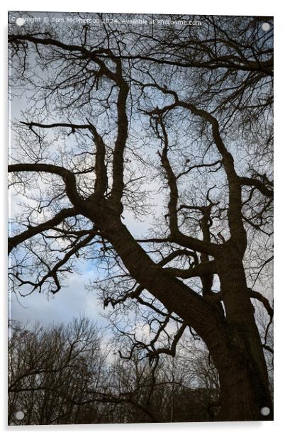 Tree Against the Sky Acrylic by Tom McPherson