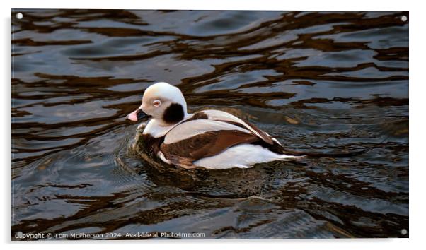 Long-Tailed Duck Acrylic by Tom McPherson