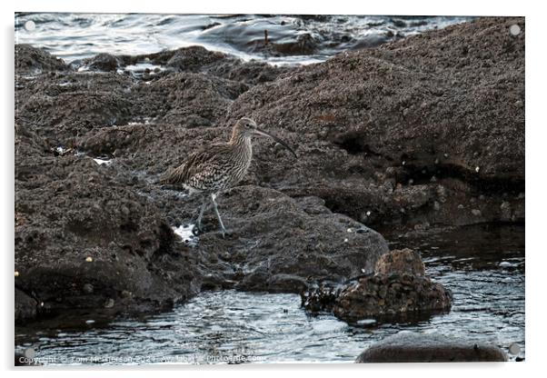 Curlew at Burghead Acrylic by Tom McPherson