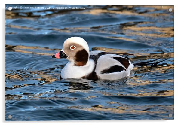 The long-tailed duck  Acrylic by Tom McPherson