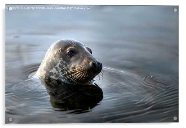 Grey Seal, Burghead Harbour Acrylic by Tom McPherson
