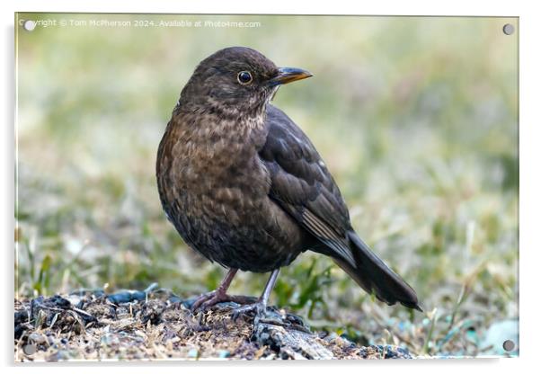 Blackbird (female) Acrylic by Tom McPherson