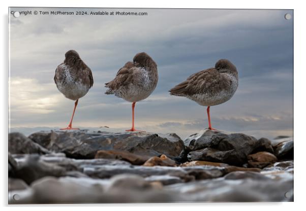 Redshanks, Three in a Row Acrylic by Tom McPherson