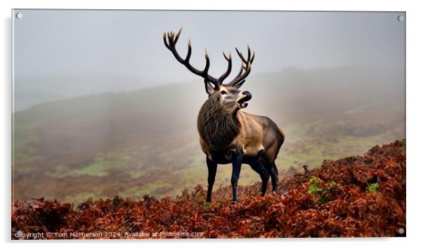 The majestic monarch of the glen. Acrylic by Tom McPherson