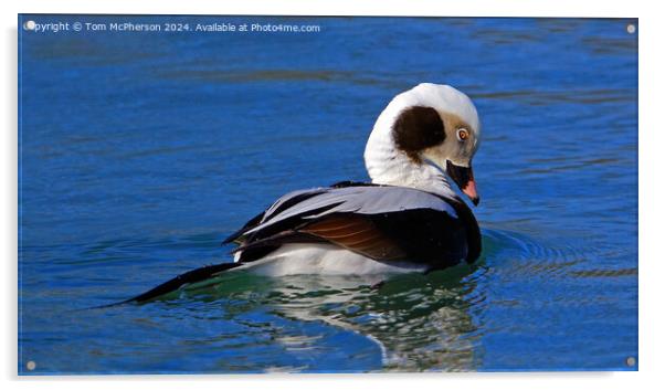 The long-tailed duck  Acrylic by Tom McPherson
