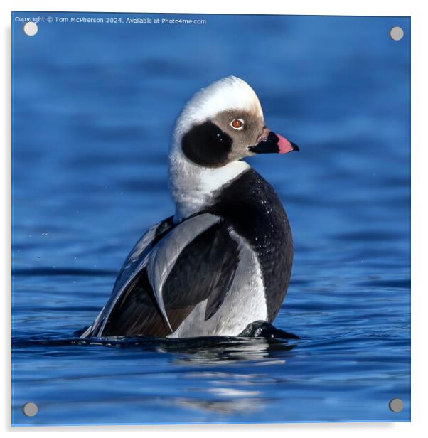 The long-tailed duck  Acrylic by Tom McPherson