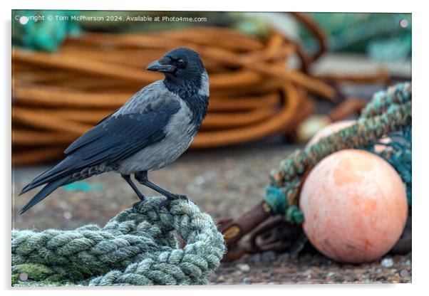 Hooded crow at Burghead harbour Acrylic by Tom McPherson