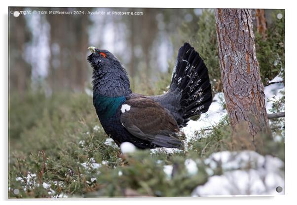 The Capercaillie Acrylic by Tom McPherson