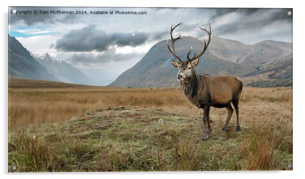 Highland Stag Acrylic by Tom McPherson
