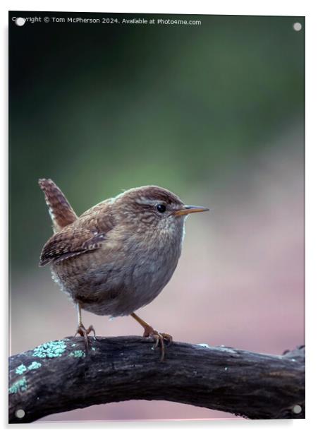 Jenny Wren Acrylic by Tom McPherson