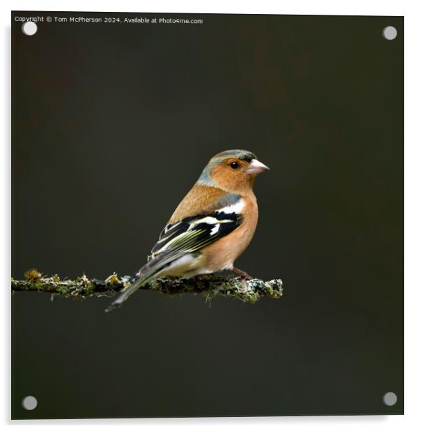 Chaffinch Acrylic by Tom McPherson