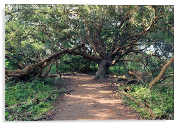 Ancient Yew Tree, Kingley Vale Acrylic by Tom McPherson