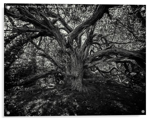Ancient Yew Tree, Kingley Vale Acrylic by Tom McPherson