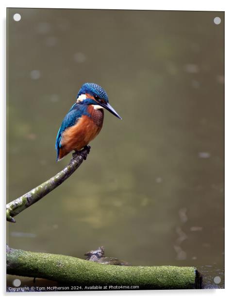 Kingfisher Acrylic by Tom McPherson