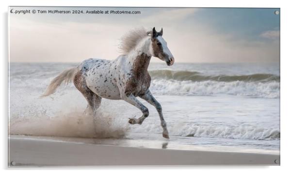 The Appaloosa Acrylic by Tom McPherson