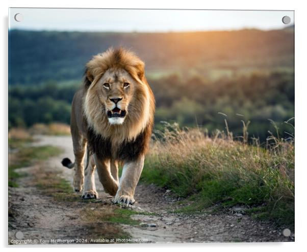 Lion Acrylic by Tom McPherson
