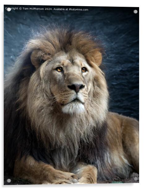 Lion Portrait Acrylic by Tom McPherson