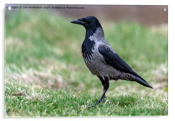 Hooded Crow Acrylic by Tom McPherson