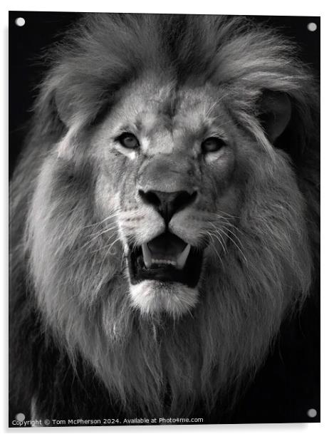 Lion (a black and white portrait) Acrylic by Tom McPherson