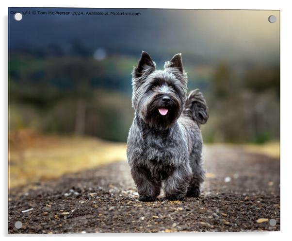 Cairn Terrier Acrylic by Tom McPherson