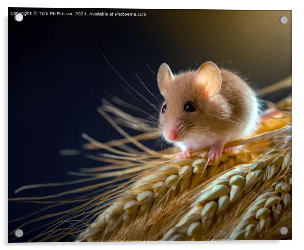 Harvest Mouse   Acrylic by Tom McPherson