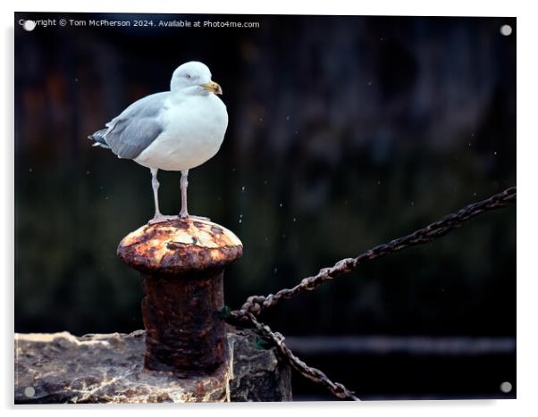 Seagull in the Rain Acrylic by Tom McPherson