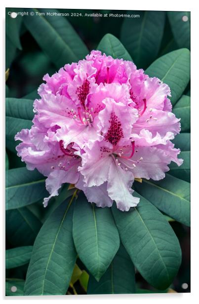 The Rhododendron Acrylic by Tom McPherson