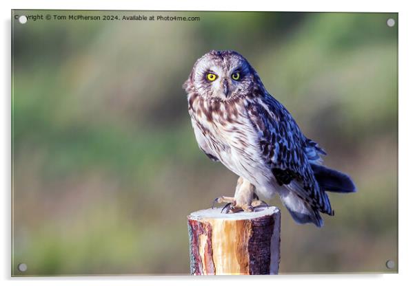 short-eared owl Acrylic by Tom McPherson