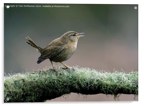 Jenny Wren Acrylic by Tom McPherson