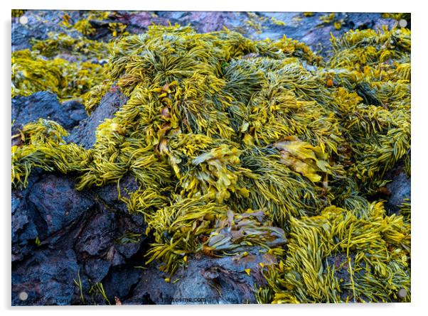 Seaweed Acrylic by Tom McPherson