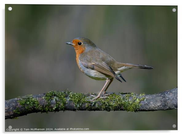 Robin Acrylic by Tom McPherson