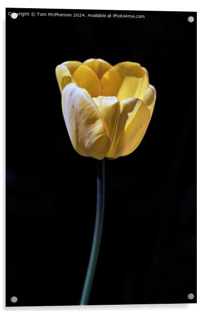 Tulip Acrylic by Tom McPherson