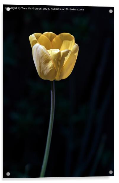 Yellow Tulip Acrylic by Tom McPherson