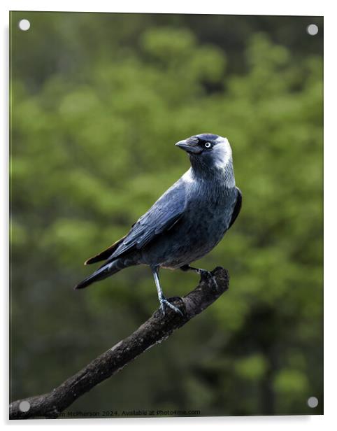 Jackdaw Acrylic by Tom McPherson