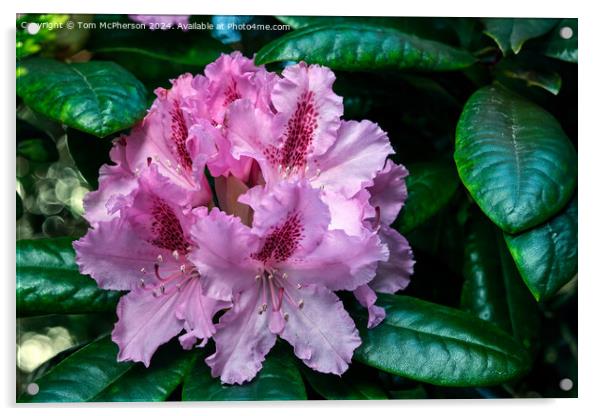 Rhododendron  Acrylic by Tom McPherson