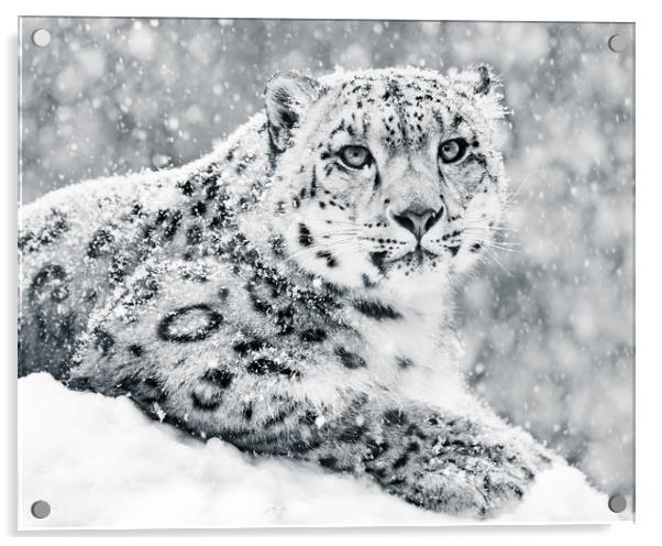 Snow Leopard In Snow Storm III Acrylic by Abeselom Zerit