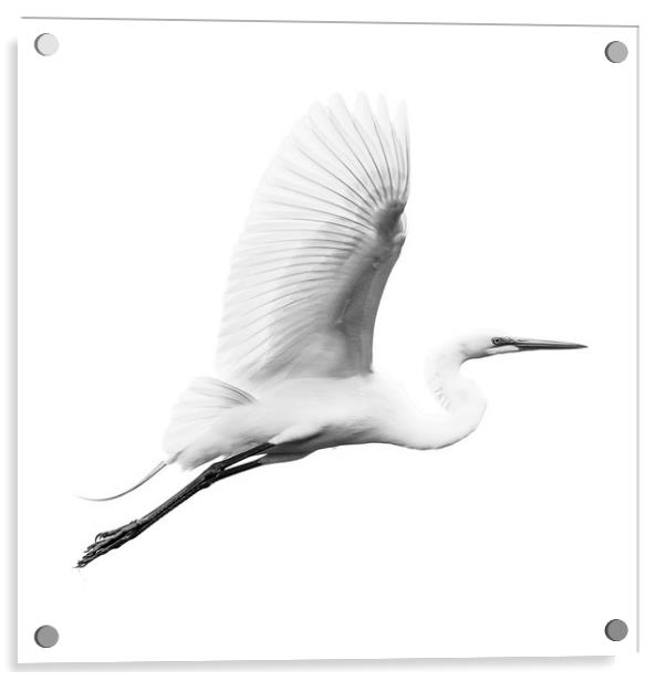 Great Egret V Acrylic by Abeselom Zerit
