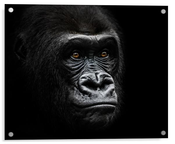 Western Lowland Gorilla IV Acrylic by Abeselom Zerit
