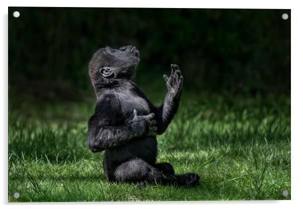 Western Lowland Gorilla Baby II Acrylic by Abeselom Zerit
