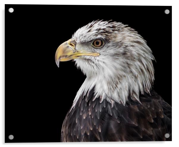 Bald Eagle XX Acrylic by Abeselom Zerit