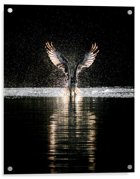 Osprey Takeoff Acrylic by Abeselom Zerit