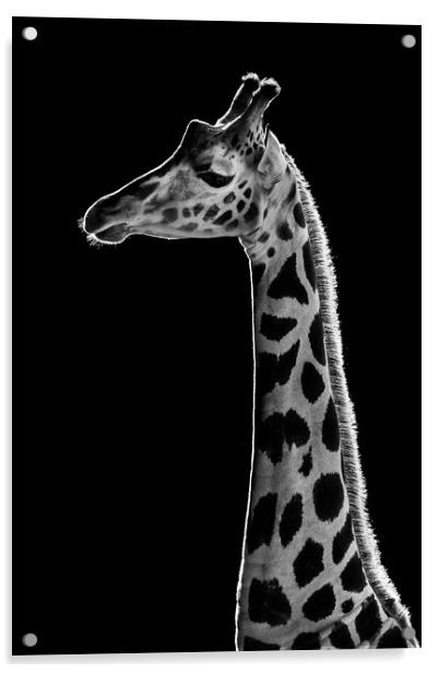 Baringo Giraffe Acrylic by Abeselom Zerit