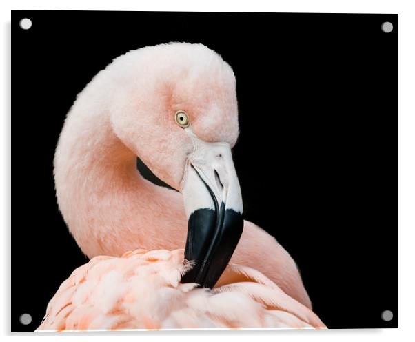 Chilean Flamingo V Acrylic by Abeselom Zerit