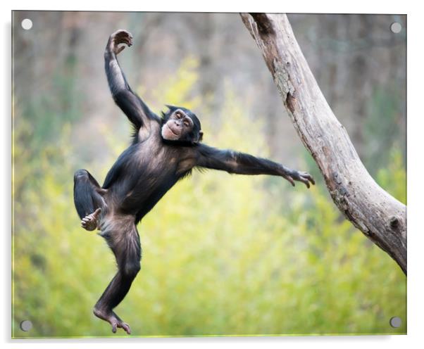 Chimp in Flight Acrylic by Abeselom Zerit