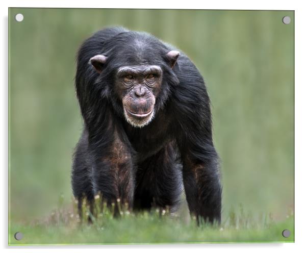 Chimpanzee XXXII Acrylic by Abeselom Zerit