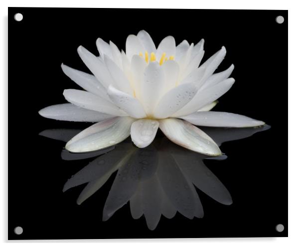 White Water Lily Acrylic by Abeselom Zerit