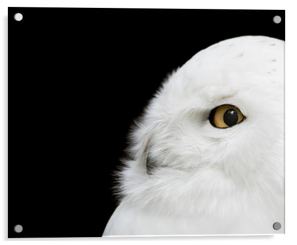 Snowy Owl Acrylic by Abeselom Zerit